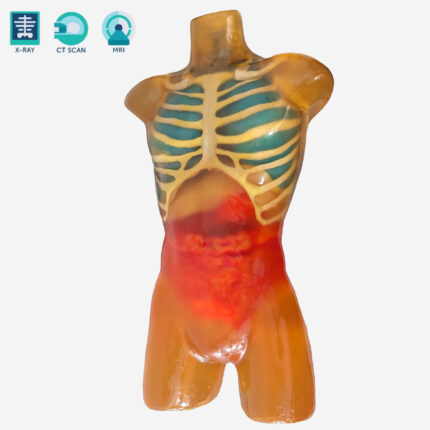 Torso Radiology Training