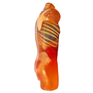 Torso Phantom for Radiology Training