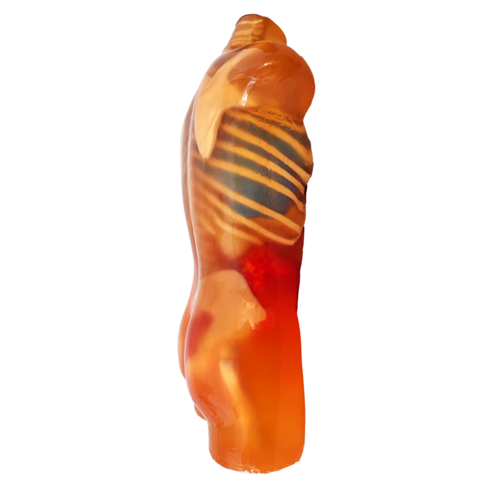 Torso Phantom for Radiology Training