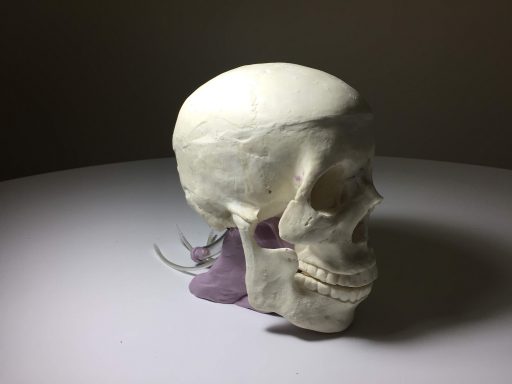 Skull Phantom for X-RAY