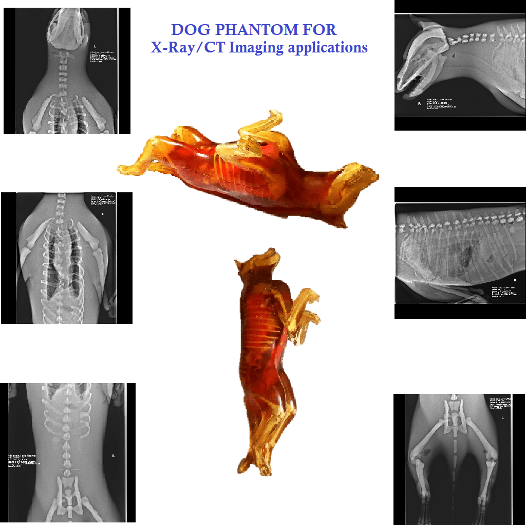 Dog Phantom X-ray