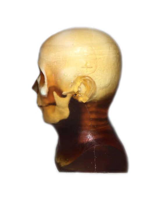 Adult Human Head for X-RAY CT and MR Training