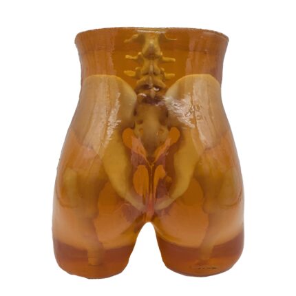 Pelvis Phantom for X-Ray, CT, MRI, Ultrasound