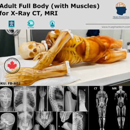 Adult Whole Body Phantom