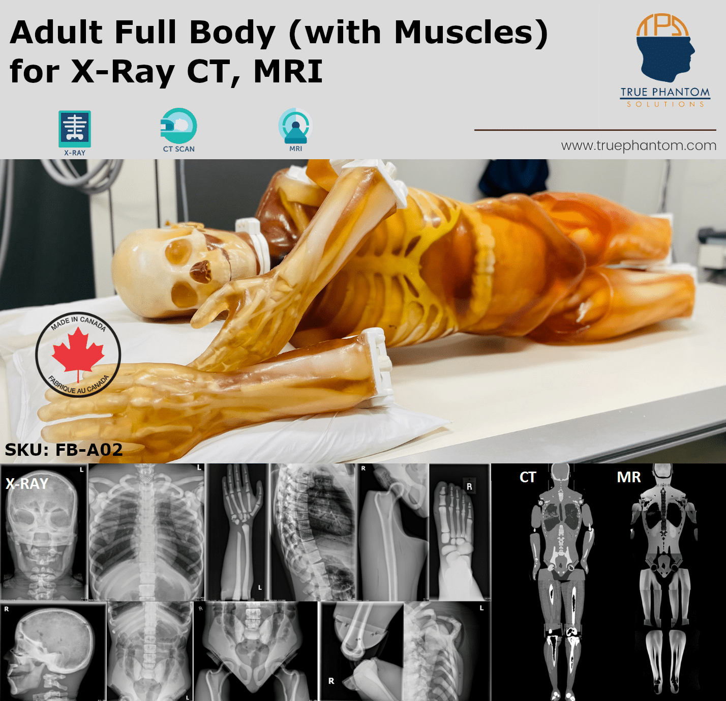 Adult Whole Body Phantom