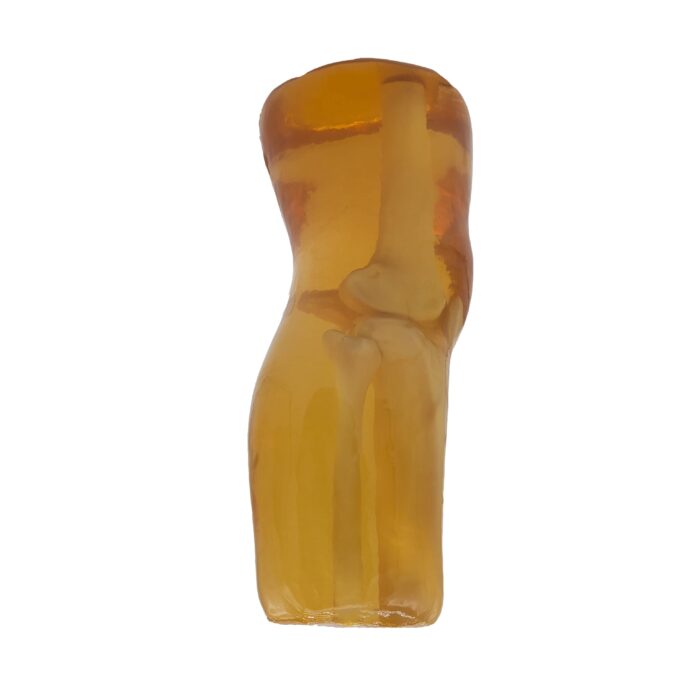 Knee Phantom for X-Ray, CT, US, MRI