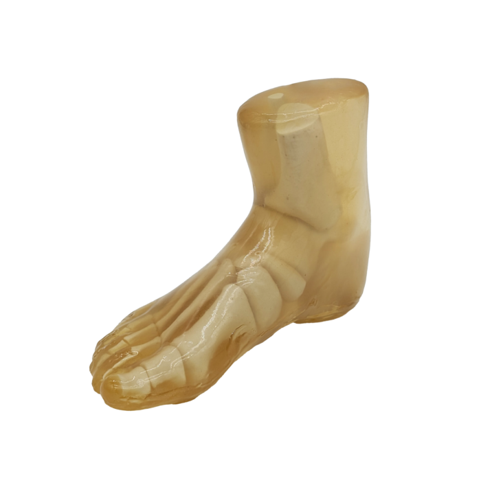 Foot MRI and CT training