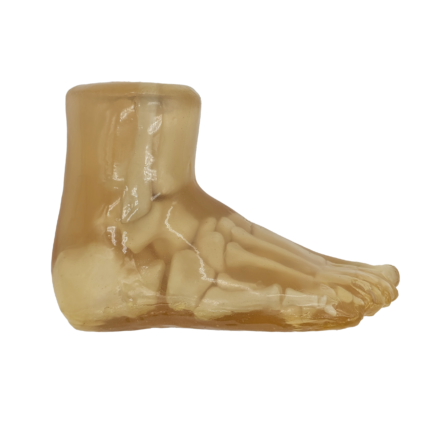 Foot Radiology Training Phantom