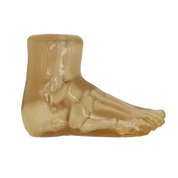 Foot Radiology Training Phantom