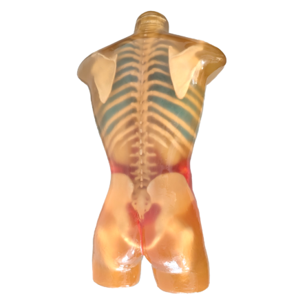 Torso X-Ray Training