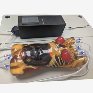 female torso phantom x-ray ct MRI imaging simulator breast mammogram